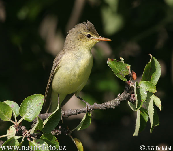 Spotvogel