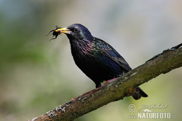 Starling (Sturnus vulgaris)