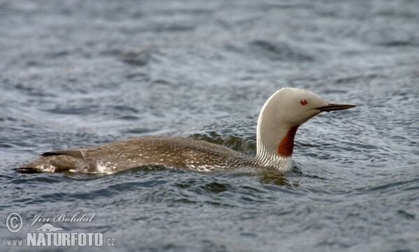 Sterntaucher