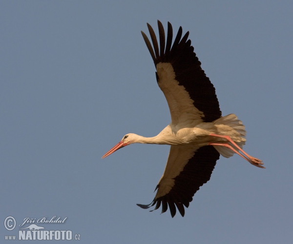 Stork