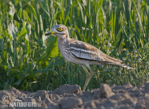 Storkulnis