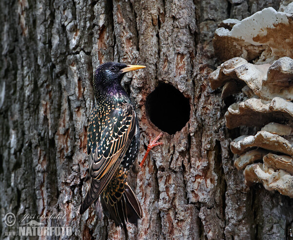 Sturnus vulgaris