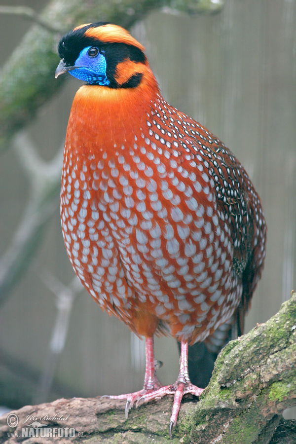 Temmincktragopan