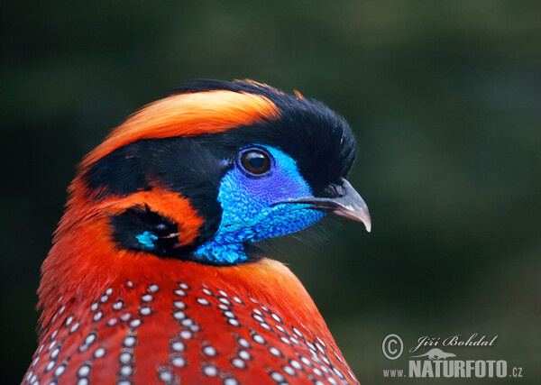 Temmincktragopan