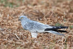 Aguilucho cenizo