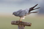 Aguilucho cenizo