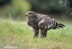 Aquila nipalensis