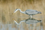 Ardea cinerea