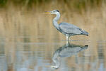 Ardea cinerea