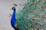 Blauer Pfau