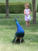 Blauer Pfau