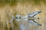 Blauwe reiger