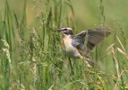 Braunkehlchen