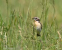 Braunkehlchen