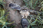 Burung Hantu Telinga Pendek