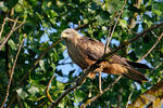 Burung Helang Kembara Hitam