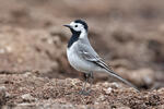 Burung Pipit Pelanduk