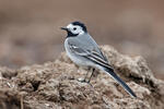 Burung Pipit Pelanduk