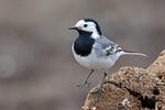 Burung Pipit Pelanduk