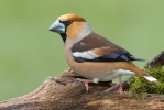 Coccothraustes coccothraustes