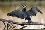 Cormorán grande