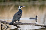 Cormorán grande