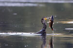 Cormorano comune