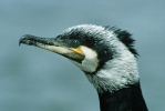 Cormorano comune