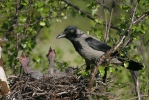 Corvus cornix