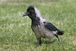 Corvus cornix