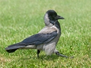 Corvus cornix