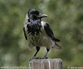 Corvus cornix