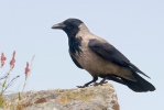 Corvus cornix