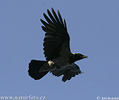 Corvus cornix