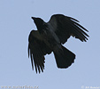 Corvus cornix