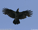 Corvus cornix