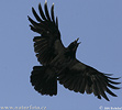 Corvus cornix