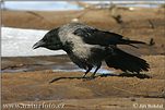 Corvus cornix