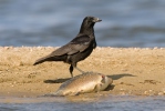 Corvus corone