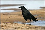 Corvus corone