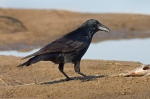 Corvus corone