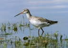 Dunkler Wasserläufer