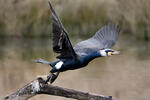 Great Cormorant