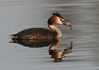 Great Crested Grebe