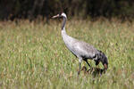 Grulla común