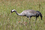 Grulla común