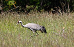 Grulla común