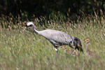 Grulla común