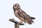 Hibou des marais