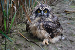 Hibou des marais